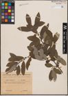 Foto von Salix cinerea L.